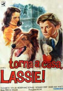 Torna a casa, Lassie! streaming