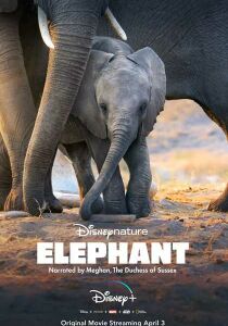 Elephant - La famiglia di elefanti streaming