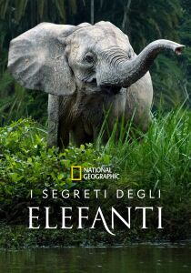 I segreti degli elefanti streaming